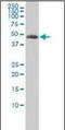 Tubulin alpha-3C/D chain antibody, orb89814, Biorbyt, Western Blot image 