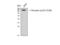 Catenin Delta 1 antibody, STJ91079, St John