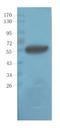 Serpin Family F Member 1 antibody, orb372325, Biorbyt, Western Blot image 