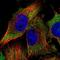 GCN1 Activator Of EIF2AK4 antibody, PA5-53848, Invitrogen Antibodies, Immunofluorescence image 