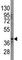 SRY-Box 2 antibody, F47908-0.4ML, NSJ Bioreagents, Western Blot image 