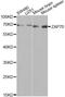 Zeta Chain Of T Cell Receptor Associated Protein Kinase 70 antibody, MBS127655, MyBioSource, Western Blot image 