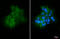 Claudin 1 antibody, GTX134842, GeneTex, Immunocytochemistry image 