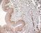 Nuclear Receptor Subfamily 3 Group C Member 1 antibody, CL7660AP, Cedarlane Labs, Immunohistochemistry paraffin image 