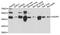 Asialoglycoprotein Receptor 1 antibody, LS-C748337, Lifespan Biosciences, Western Blot image 