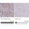 YAP1 antibody, NBP2-62669, Novus Biologicals, Immunohistochemistry paraffin image 