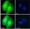 NKX2-5 antibody, NBP1-51953, Novus Biologicals, Immunocytochemistry image 