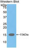 Transthyretin antibody, LS-C296787, Lifespan Biosciences, Western Blot image 