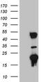 TRNA Methyltransferase 12 Homolog antibody, TA809538, Origene, Western Blot image 