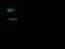 Podoplanin antibody, GTX02422, GeneTex, Western Blot image 