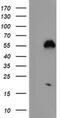 Nucleobindin-1 antibody, MA5-25764, Invitrogen Antibodies, Western Blot image 