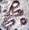 Propionyl-CoA Carboxylase Subunit Alpha antibody, LS-C163410, Lifespan Biosciences, Immunohistochemistry frozen image 