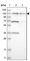 Zinc Finger Protein 280D antibody, NBP1-82207, Novus Biologicals, Western Blot image 