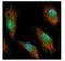 Syndecan Binding Protein antibody, NBP1-33661, Novus Biologicals, Immunofluorescence image 