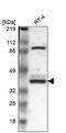 WD Repeat Domain 89 antibody, PA5-51457, Invitrogen Antibodies, Western Blot image 