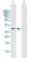 Partner Of NOB1 Homolog antibody, H00056902-B01P, Novus Biologicals, Western Blot image 