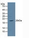 TIR Domain Containing Adaptor Protein antibody, LS-C373816, Lifespan Biosciences, Western Blot image 