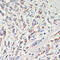 AFG3 Like Matrix AAA Peptidase Subunit 2 antibody, 16-029, ProSci, Immunohistochemistry frozen image 