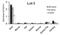 Goat IgG antibody, A27011, Invitrogen Antibodies, Enzyme Linked Immunosorbent Assay image 