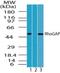 Rho GTPase Activating Protein 1 antibody, NBP2-24707, Novus Biologicals, Western Blot image 