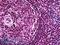 Paired Box 5 antibody, LS-B5491, Lifespan Biosciences, Immunohistochemistry paraffin image 