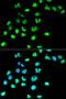 MutS Homolog 6 antibody, LS-C331182, Lifespan Biosciences, Immunofluorescence image 