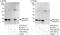 Core-Binding Factor Subunit Beta antibody, A303-547A, Bethyl Labs, Immunoprecipitation image 