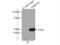 Peptidase, Mitochondrial Processing Beta Subunit antibody, 16064-1-AP, Proteintech Group, Immunoprecipitation image 