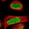 Cyclin Dependent Kinase Like 5 antibody, HPA002847, Atlas Antibodies, Immunocytochemistry image 