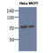 Heat Shock Protein Family A (Hsp70) Member 5 antibody, GTX57602, GeneTex, Western Blot image 