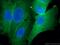 Annexin A1 antibody, 66344-1-Ig, Proteintech Group, Immunofluorescence image 