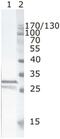 Protein Nef antibody, MA1-71501, Invitrogen Antibodies, Western Blot image 