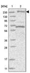 Brefeldin A-inhibited guanine nucleotide-exchange protein 3 antibody, PA5-57623, Invitrogen Antibodies, Western Blot image 