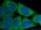 Granzyme B antibody, 13588-1-AP, Proteintech Group, Immunofluorescence image 