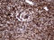 Transaldolase 1 antibody, LS-C792247, Lifespan Biosciences, Immunohistochemistry paraffin image 