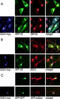 Golgi Associated, Gamma Adaptin Ear Containing, ARF Binding Protein 1 antibody, abx031582, Abbexa, Immunofluorescence image 