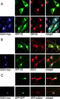 ADP-ribosylation factor-binding protein GGA1 antibody, abx031582, Abbexa, Immunofluorescence image 