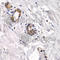Calpain 3 antibody, A1893, ABclonal Technology, Immunohistochemistry paraffin image 