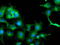 Tubulin Alpha Like 3 antibody, LS-C173524, Lifespan Biosciences, Immunofluorescence image 