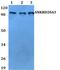 Ankyrin Repeat Domain 20 Family Member A3 antibody, PA5-75792, Invitrogen Antibodies, Western Blot image 