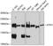 Kinectin 1 antibody, 14-436, ProSci, Western Blot image 