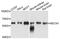 Beclin 1 antibody, abx136144, Abbexa, Western Blot image 