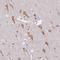 Zinc Finger FYVE-Type Containing 26 antibody, NBP2-31606, Novus Biologicals, Immunohistochemistry frozen image 
