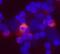 Lymphotoxin Alpha antibody, MAB211, R&D Systems, Immunocytochemistry image 