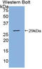 Protein Inhibitor Of Activated STAT 1 antibody, LS-C296103, Lifespan Biosciences, Western Blot image 
