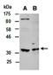 Lysine Demethylase 4B antibody, orb66992, Biorbyt, Western Blot image 