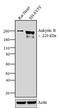 ANK2 antibody, 33-3700, Invitrogen Antibodies, Western Blot image 