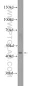 Sphingomyelin Phosphodiesterase Acid Like 3B antibody, 16552-1-AP, Proteintech Group, Western Blot image 