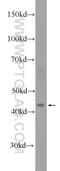 Sphingomyelin Phosphodiesterase Acid Like 3B antibody, 16552-1-AP, Proteintech Group, Western Blot image 