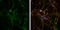 Solute Carrier Family 17 Member 6 antibody, GTX133142, GeneTex, Immunofluorescence image 